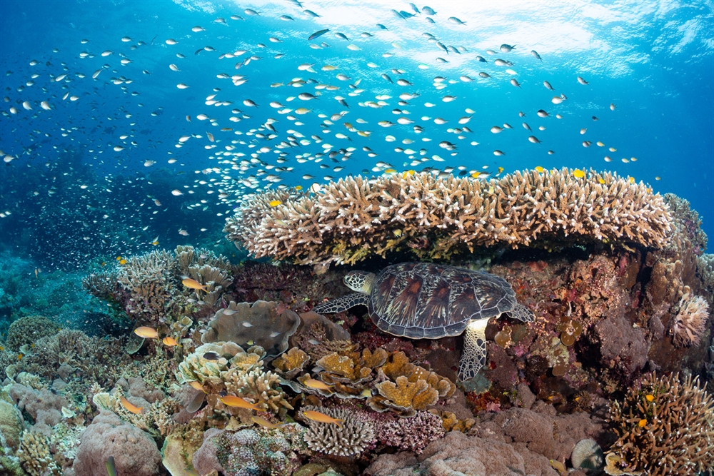 WCS Launches Global Strategy to Secure the Future of Coral Reefs in a Changing Climate